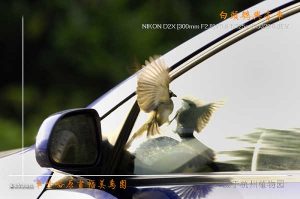 爱香车的白头鹎