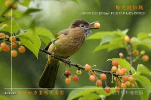 绿翅短脚鹎