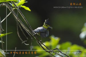 黄颊山雀