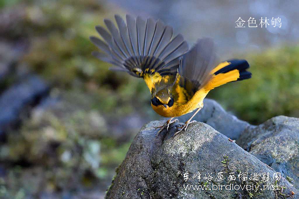 车 峰 峪 原 画 幅 摄 影 园  // www.birdlovely.com