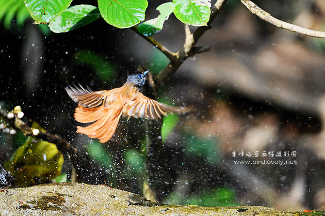 鸟 是 大 自 然 天 使     爱 鸟 等 于 爱 自 己  // www.birdlovely.com