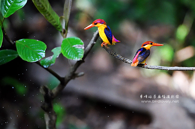 车峰峪 BIRD WORLD  //www.birdlovely.com