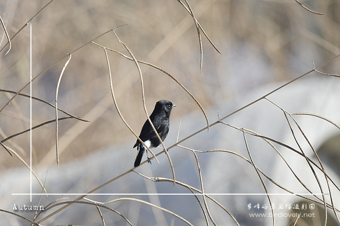 白斑黑石鵖 Pied Bushchat