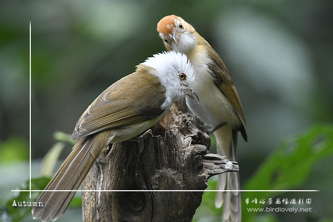 白头鵙鹛 White-hooded Shrike Babbler