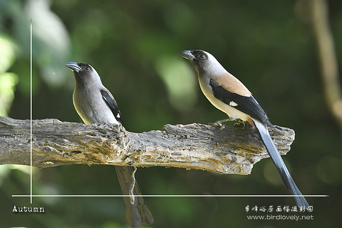灰树鹊 Grey Treepie