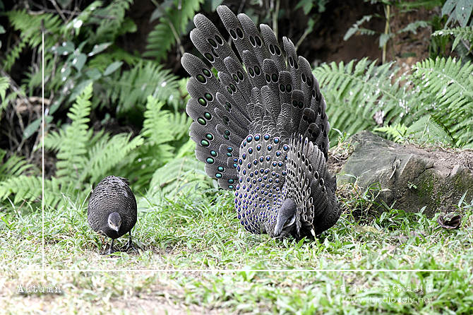 灰孔雀雉 Hainan grey peacock-pheasant