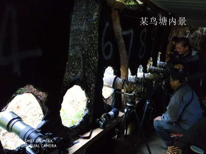 话说鸟塘