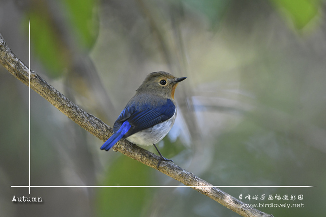 玉头[姬]鹟 Sapphire Flycatcher