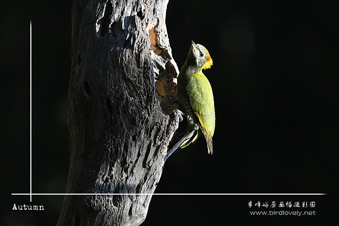 黄冠啄木鸟 Lesser Yellownape