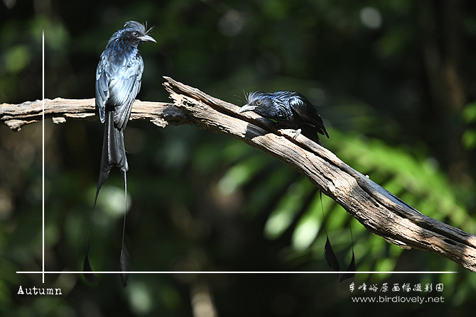 大盘尾 Greater Racket-tailed Drongo