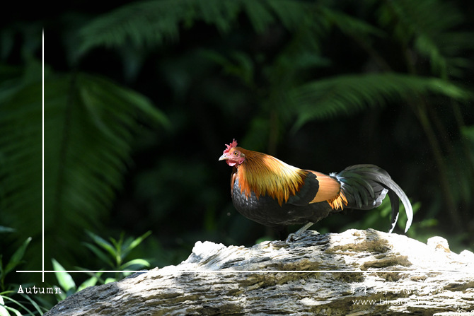 原鸡 Red Junglefowl