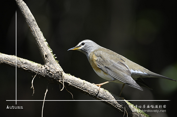 白眉鸫 Eyebrowed Thrush