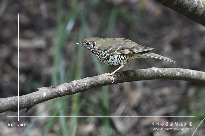 长尾地鸫 Long-tailed Thrush