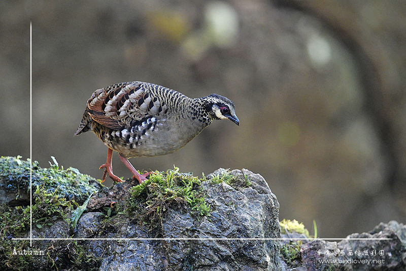 褐胸山鹧鸪 Bar-backed   Partridge