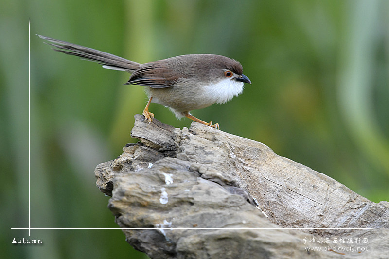 金眼鹛雀 Yellow-eyed Babbler