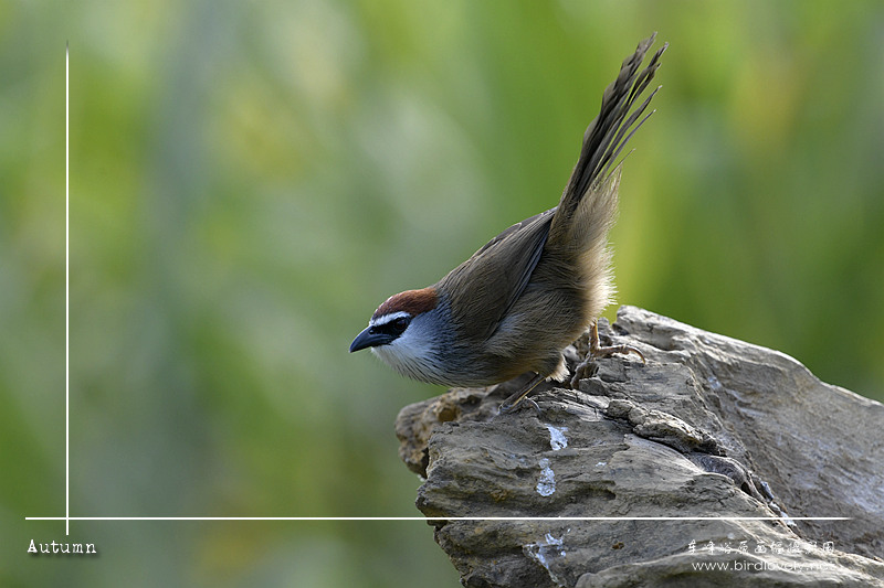 红顶鹛 Chestnut-capped Babbler