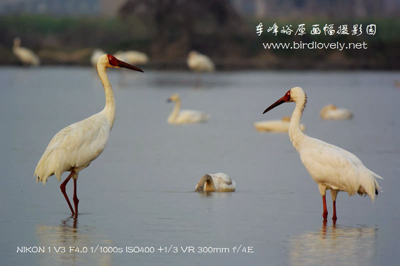 尼康V3+300/4拍白鹤